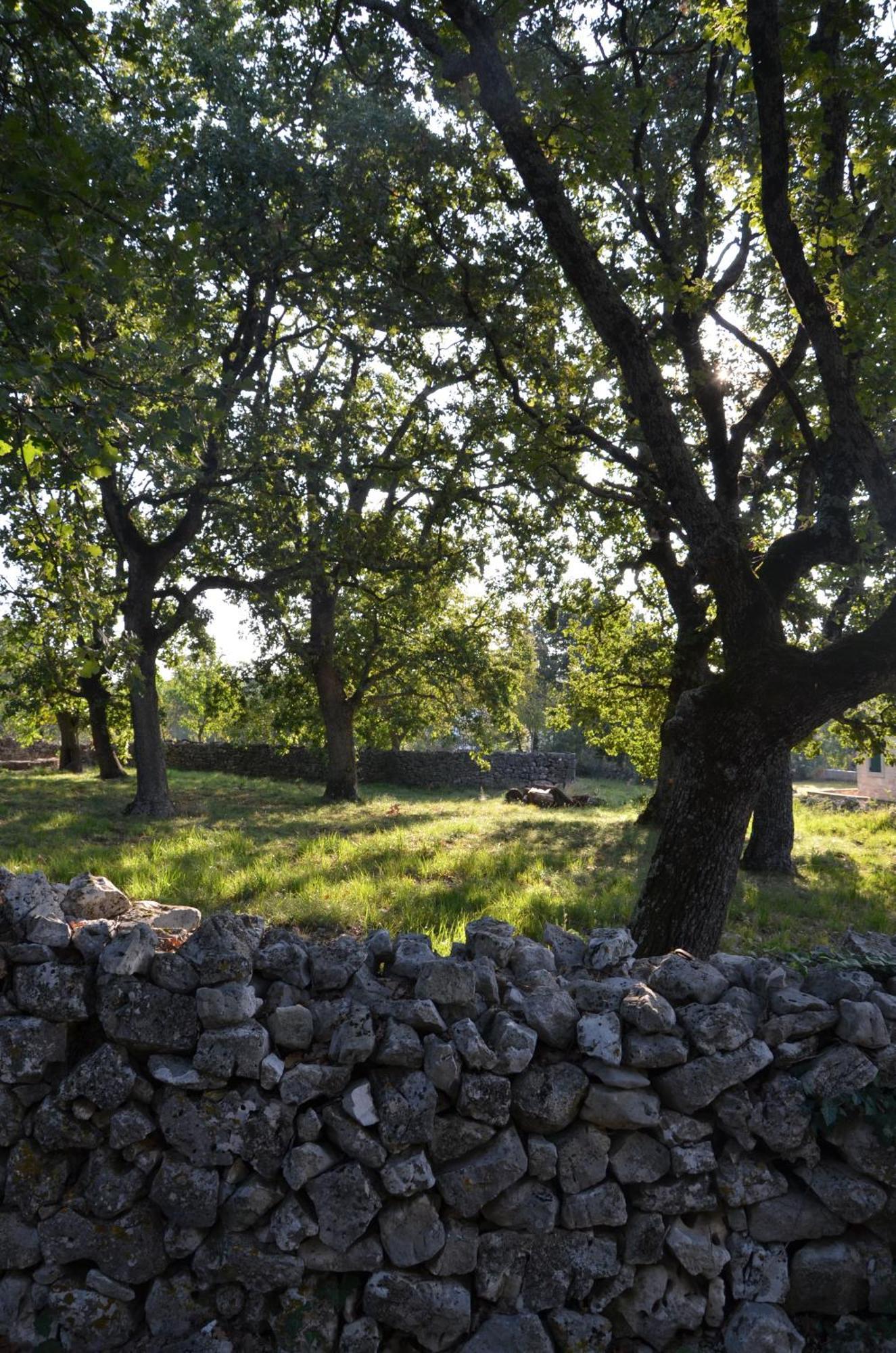 Villa Olivetta By Istrian Country Houses Barat  Exterior photo