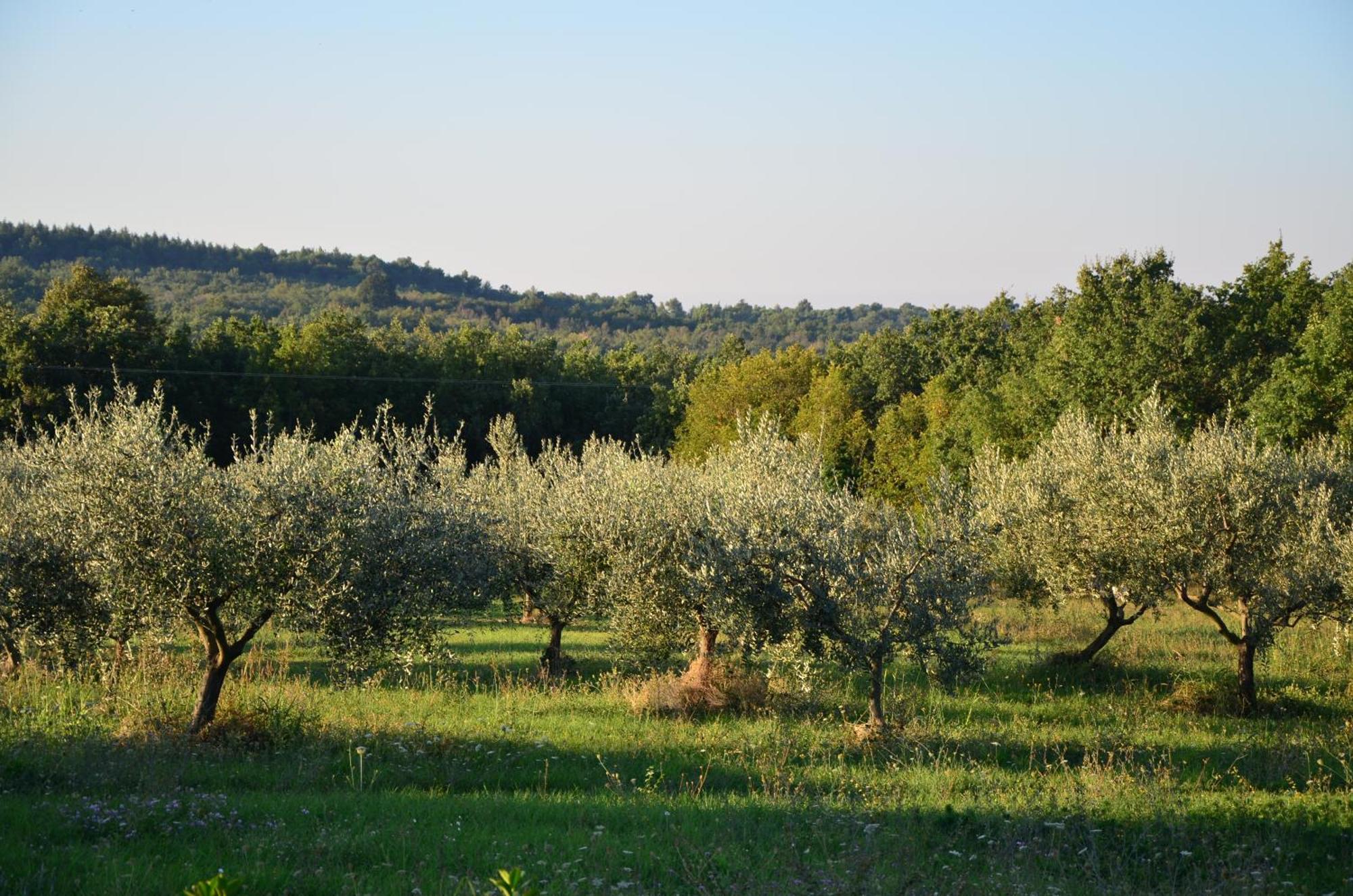 Villa Olivetta By Istrian Country Houses Barat  Exterior photo